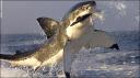 shark06.jpg